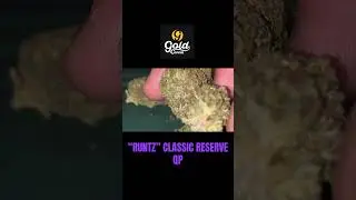 Runtz Classic Reserve from Gold Canna #THCA #hemp #Runtz