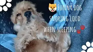 💤🐶Funny dog snoring loud when sleeping🐾🐕 English Cocker Spaniel - Robby