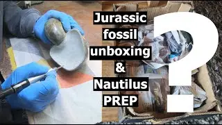 Jurassic #fossil #unboxing - Lets see how my fossil finds have cleaned up & Nautilus  prep finale!