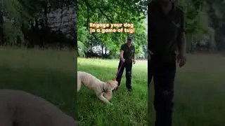 How to teach your dog patience using tug toys! 🐾