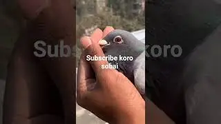 #viralshort #pigeon #loft801 #racing #birds #kabootarloft05 #kabootar #kabutarandekabdetehain