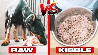 Чем кормить добермана — как это делать ПРАВИЛЬНО!