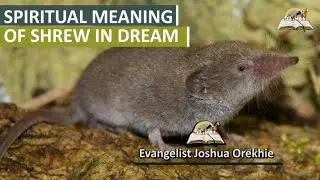 The Spiritual Meaning of Shrews in Dream - Interpretation and Symbolism