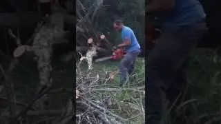 Storm tree cleanup