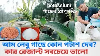 এক পটাশিয়াম ই গাছে গুটি দাড় করিয়ে ফেলবে#ফেব্রুয়ারি মাসে যদি তা ব্যবহার করতে পারেন# potassium #
