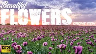 Beautiful Flowers Drone View 4K Video