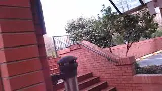 Прекрасная Fatsia japonica, обильно покрытая семенами.