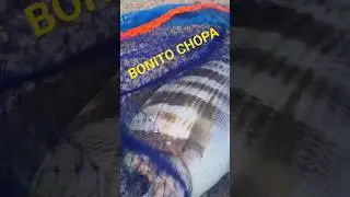 BONITA CHOPA
