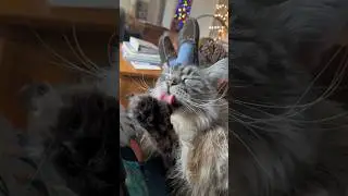 Giant Lap Cat    #shorts #catvlogs  #pets #catfamily