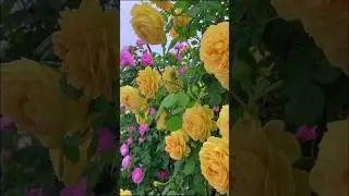 Relaxing Flower Garden View 🌺 | Nature & Music Shorts | SM house vlog