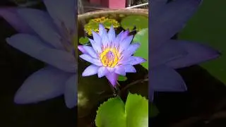 Blue#Water😍Lily🌷Nil Manel