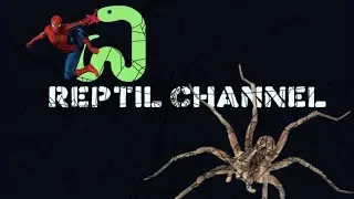 Herping Italia #3 - REPRTILCHANNEL