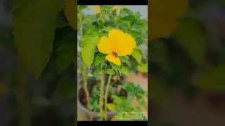 #Bees #honey #flower #terracegarden #tamil #trendingshorts #wallerman &nbsp;@VENBASGARDEN&nbsp;  #gardening