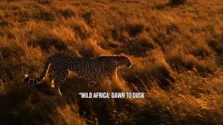 The Circle of Life in the African Wild, Raw Nature True Life of African Animals