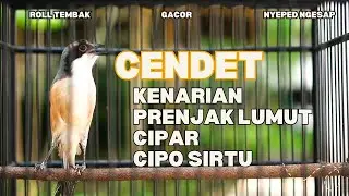 CENDET MATERI KENARI PANJANG NGESAP ROLL TEMBAK