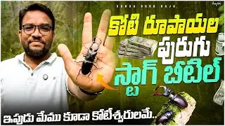 Stag Beetle | World’s Most Expensive Insect | ఖరీదైన పురుగు మాకు దొరికింది