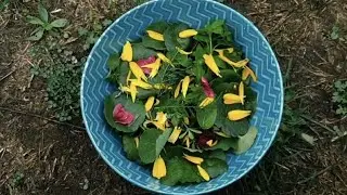 Salade sauvage d'automne - plantes comestibles