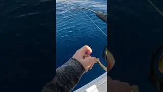 GIANT Yellowtail Snapper Caught off Key West