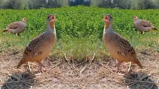 Dakhni teetar ki awaaz Irani teetar ki awaz Teetar ki awaaz Teetar chicks