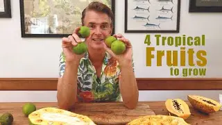 4 Favorite Tropical Fruits (In a Temperate Climate)