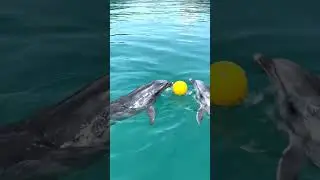 #dolphins #trendingshorts #new #trending #kid#kidsvideo #playing #animalsong