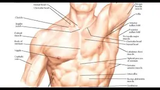 KASLAR VE PLEXUSLAR 3 (DERİN ENSE KASLARI - GÖĞÜS KASLARI - OMUZ KASLARI - ROTATOR CUFF KASLARI)