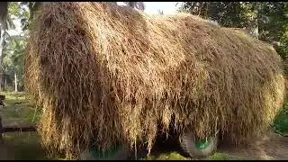 #dryfeed || మేము వేయించిన వరి గడ్డి ||tractor Rs-10,500 ||