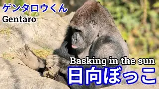 ゲンタロウくん、日向ぼっこ【Gentaro is basking in the sun】(Annie & Gentaro) 2026.01.16