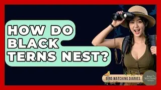 How Do Black Terns Nest? - Bird Watching Diaries