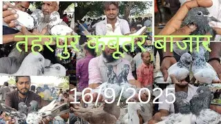 Sambhal Muradabad taharpur road kabutar market kafi acchi quality mein fancy aur udan ke kabutar aat