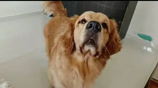 Vlogging with my three Golden Retrievers babies 🐾| Daily Pets life Routine Video | Funny Dogs Vlog 🐶
