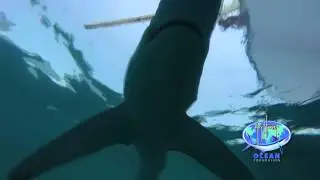 Blue Shark Bite