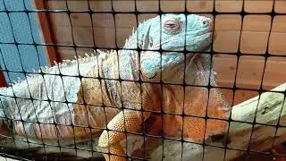 Color Changing Iguana Big Chillin 😎 