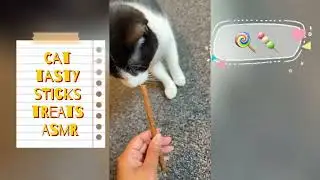 My Cat Eating His Stick Treat | ASMR Snack Time 🐾