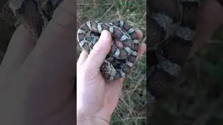 Unexpected Snake Under Rock!