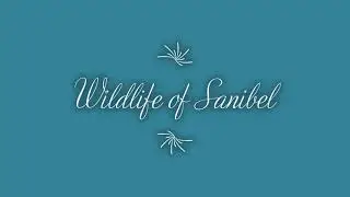 Sanibel Wildlife