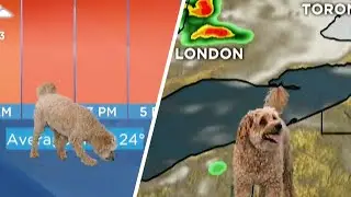 Weather Report Gets Interrupted by Adorable &lsquo;Storm&rsquo;