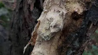 Kolc&oacute;wka jabłoniowa (Sarcodontia crocea) - 19.10.2020, Nowa Huta, Krak&oacute;w.