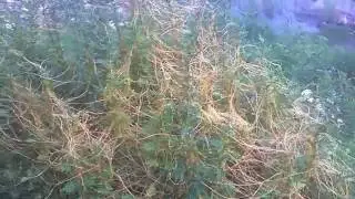 Parasitic Plant (Cuscuta) (Dodder)Overtaking Small Shrubs!!!