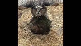 Baby eagle owl learning to fly