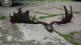 Enormous 10,500-year-old skull and antlers from an extinct Irish elk
