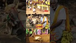 😍❤️ Alanganallur Jallikattu 2026🔥 சாம்பிராணி பட்டி கோவில் காளை 🔥வீரம். பாரம்பரியம்.🐂🌾 #viral #shorts