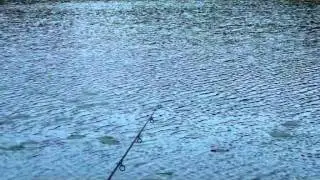 Carpfriends-Sch&ouml;nebeck - Short Sessions mit Denny