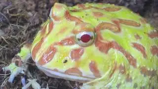  FEEDING MY PAC-MAN FROG 