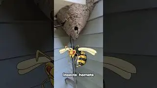 If You See This Nest&mdash;RUN! 🐝 #amazingfacts #factoftheday #facts #trivia