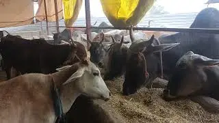 #Cow mata ki jai, 🥰🥰🥰😎💪##jaishreeram 