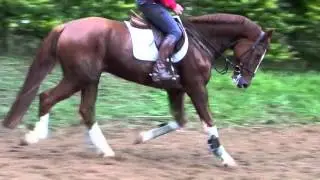 URIEL ( Ramiro Z x Cor de la Bryere ) HORSE FOR SALE