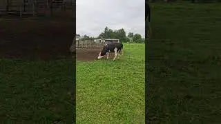 Новый помощник чистит навоз🐃