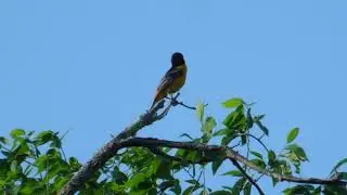 The Baltimore oriole (Icterus galbula) male bird singing on May 26, 2021 in Wayland, Massachusetts