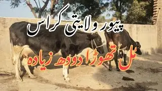 پیور ولایتی چولستانی کراس گائے برائے فروخت پنجاب پاکستان 03077460359